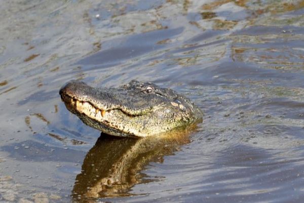 Во время наводнения в американском штате Луизиана человек стал жертвой аллигатора 